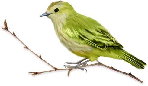 sparrow